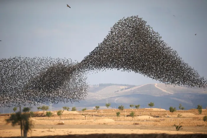 Framed Print : A murmuration of migrating starlings is seen across the sky near the village of Beit Kama Framed Print : A murmuration of migrating starlings is seen across the sky near the village of Beit Kama