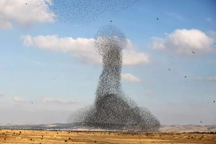 Framed Print : A murmuration of migrating starlings is seen across the sky near the village of Beit Kama Framed Print : A murmuration of migrating starlings is seen across the sky near the village of Beit Kama