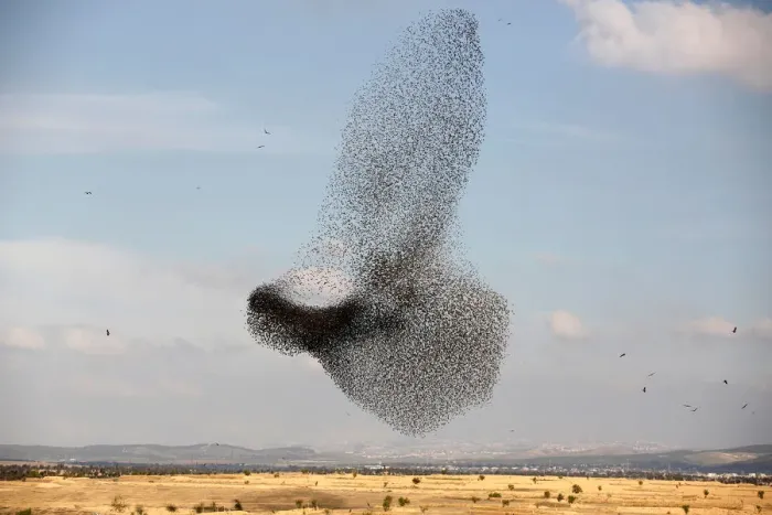Framed Print : A murmuration of migrating starlings is seen across the sky near the village of Beit Kama Framed Print : A murmuration of migrating starlings is seen across the sky near the village of Beit Kama