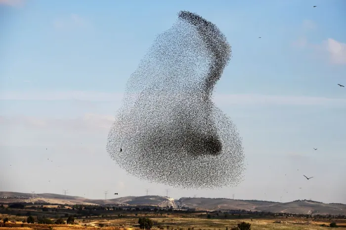 Framed Print : A murmuration of migrating starlings is seen across the sky near the village of Beit Kama