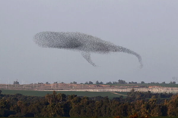 A murmuration of Migrating starlings can be seen across the sky the southern Israel