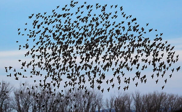 A murmuration of of Starlings fly at dusk over the Piermont Marsh along the Hudson River