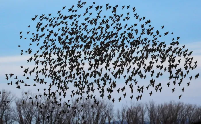 Framed Print : A murmuration of of Starlings fly at dusk over the Piermont Marsh along the Hudson