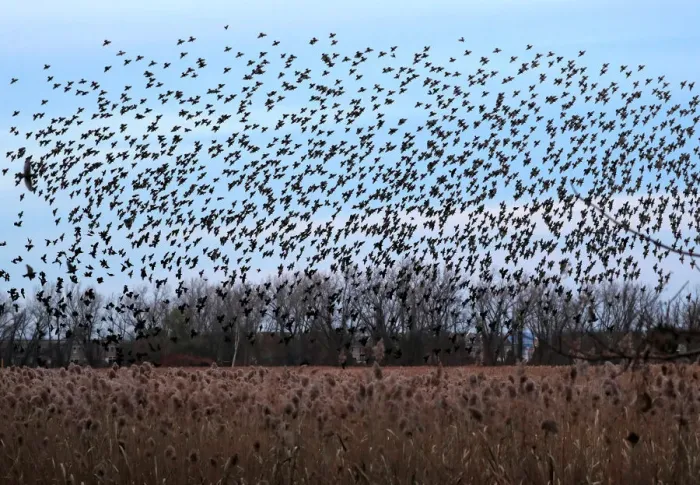 Framed Print : A murmuration of of Starlings fly at dusk over the Piermont Marsh along the Hudson River Framed Print : A murmuration of of Starlings fly at dusk over the Piermont Marsh along the Hudson River