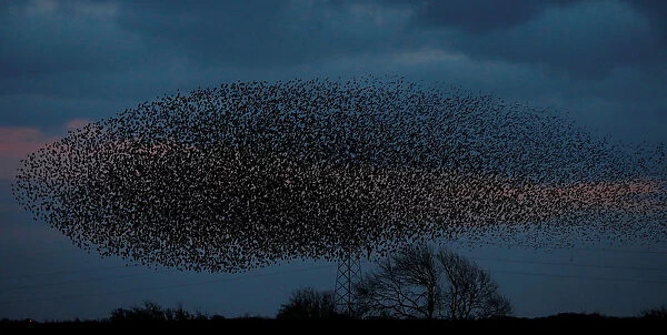 A murmuration of starlings is seen across the sky near the town of Gretna Green
