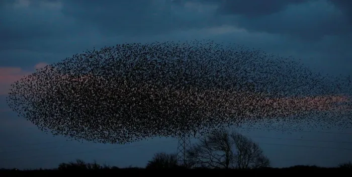 Framed Print : A murmuration of starlings is seen across the sky near the town of Gretna Green Framed Print : A murmuration of starlings is seen across the sky near the town of Gretna Green