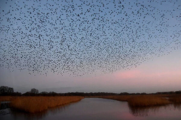 Murmurations are seen at dusk as thousands of starlings return to roost on Somerset