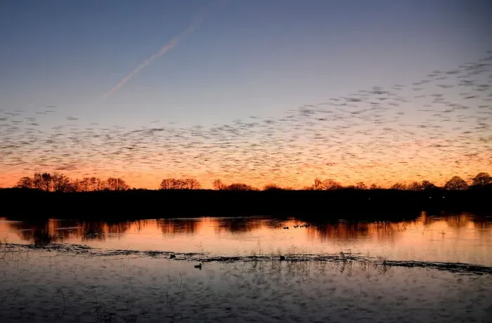 Framed Print : Murmurations are seen at dusk as thousands of starlings return to roost on Somerset Framed Print : Murmurations are seen at dusk as thousands of starlings return to roost on Somerset