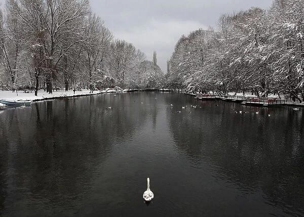 A mute swan swims on a lake after snowfall in Pogradec
