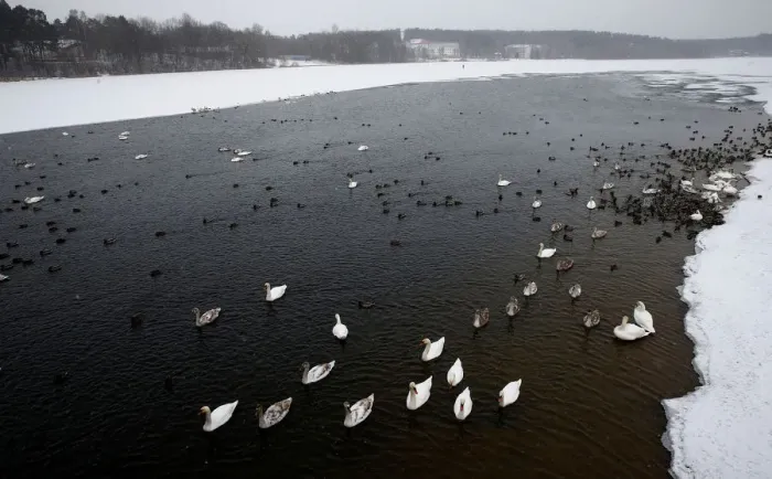 Framed Print : Mute swans and mallards swim in a lake during snowy winter day on the outskirts of Minsk Framed Print : Mute swans and mallards swim in a lake during snowy winter day on the outskirts of Minsk
