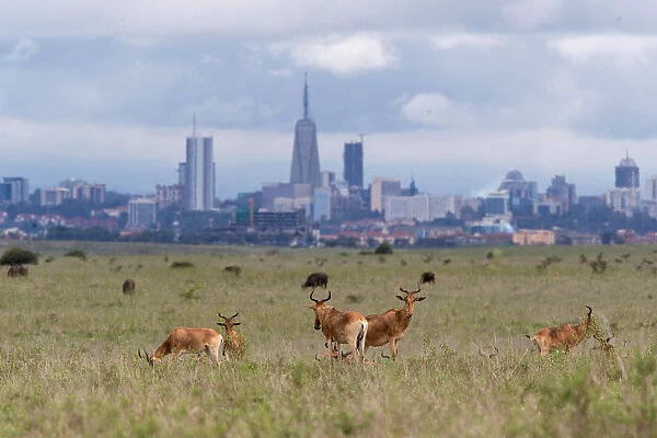 The Nairobi skyline is seen in the background as Hartebeests graze at the Nairobi