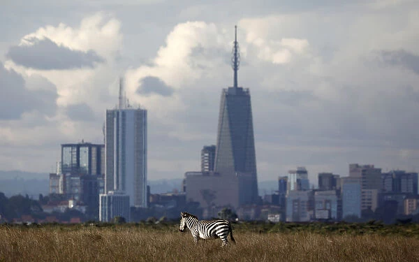 The Nairobi skyline is seen in the background as a zebra walks through the Nairobi