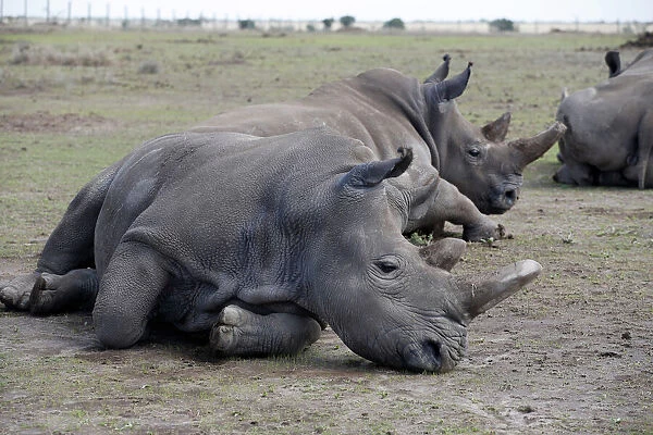 Najin and her daughter Patu, the last two northern white rhino females