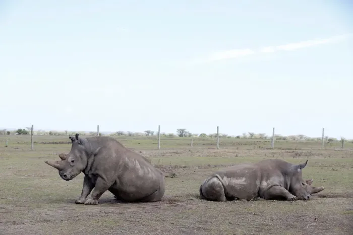 Framed Print : Najin and her daughter Patu, the last two northern white rhino females Framed Print : Najin and her daughter Patu, the last two northern white rhino females