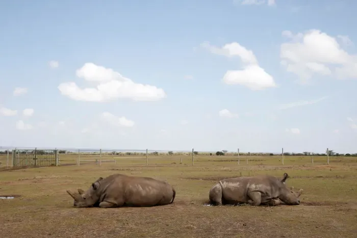 Framed Print : Najin and her daughter Patu, the last two northern white rhino females