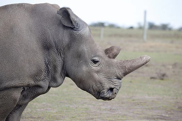 Najin, one of two last northern white rhino females, stands in an enclosure at the Ol