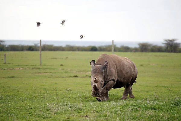 Najin, one of two last northern white rhino females, grazes in an enclosure at the Ol