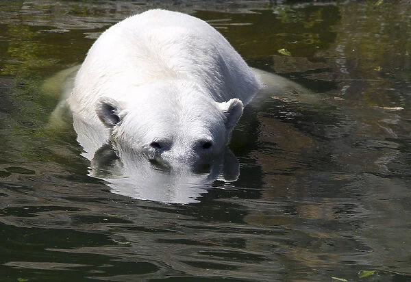 Nancy the polar bear cools off in a pool on a hot summer day at the Berlin Zoo