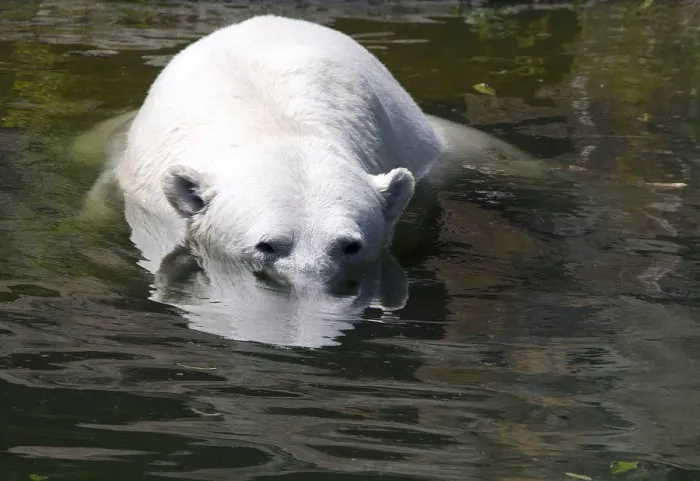 Framed Print : Nancy the polar bear cools off in a pool on a hot summer day at the Berlin Zoo Framed Print : Nancy the polar bear cools off in a pool on a hot summer day at the Berlin Zoo