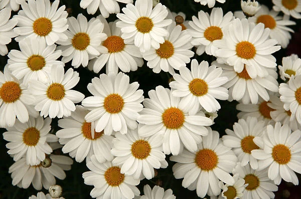 A new Argyranthemum white comet is on display during the 2009 California Pack Trial