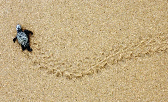 Framed Print : A new born Loggerhead sea turtle makes its way to the ocean at Forte beach in