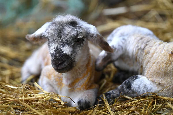 Newborn lambs sit in hay at Thomas Jones farm in Blessington