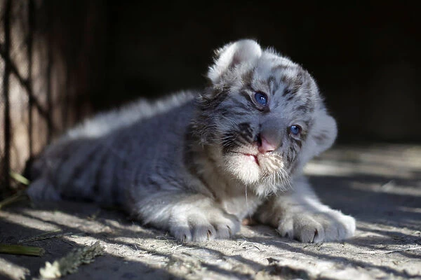 Newborn white Siberian tiger cub is pictured in its enclosure at San Jorge zoo in Ciudad