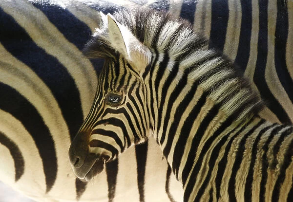 A newborn zebra stands beside its mother at the zoo in Duisburg