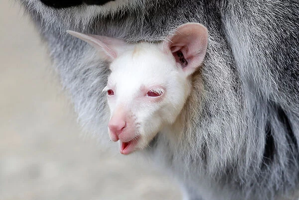 A newly born albino red-necked wallaby joey is carried by its mother in their enclosure