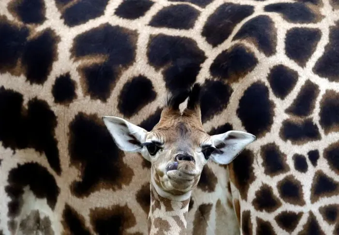 Framed Print : A newly born baby Rothschilds giraffe is seen inside its enclosure in Liberec Framed Print : A newly born baby Rothschilds giraffe is seen inside its enclosure in Liberec