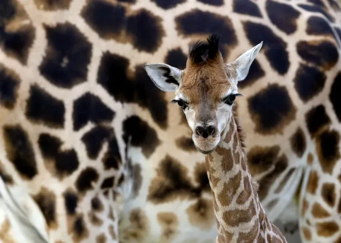 Framed Print : A newly born baby Rothschilds giraffe is seen inside its enclosure in Liberec Framed Print : A newly born baby Rothschilds giraffe is seen inside its enclosure in Liberec