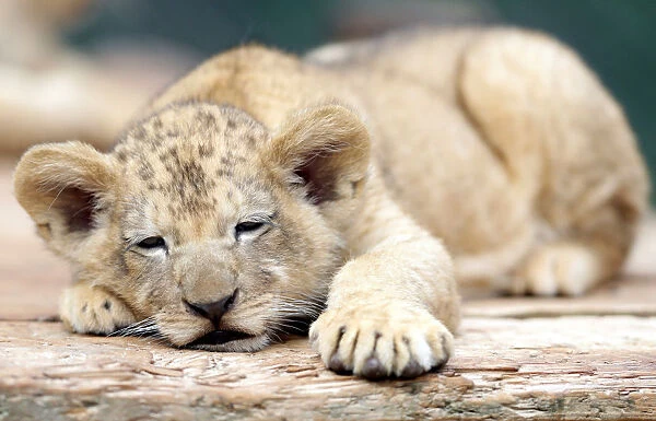 A newly born Barbary lion cub rests inside its enclosure at Dvur Kralove Zoo
