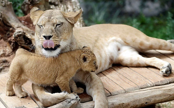 A newly born Barbary lion cub walks past its mother Khalila inside their enclosure at