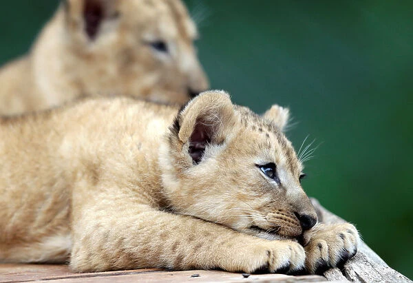 Newly born Barbary lion cubs rest inside their enclosure at Dvur Kralove Zoo