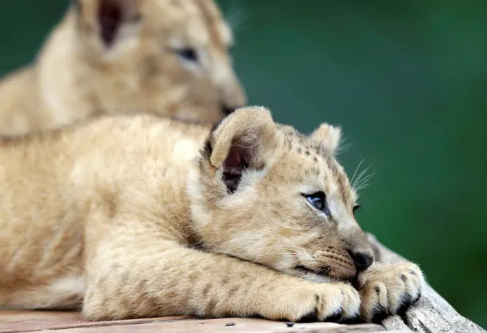 Framed Print : Newly born Barbary lion cubs rest inside their enclosure at Dvur Kralove Zoo Framed Print : Newly born Barbary lion cubs rest inside their enclosure at Dvur Kralove Zoo