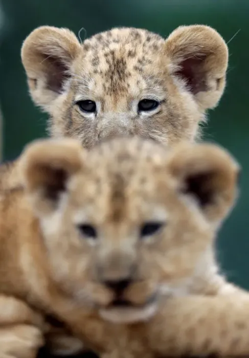 Framed Print : Newly born Barbary lion cubs rest inside their enclosure at Dvur Kralove Zoo Framed Print : Newly born Barbary lion cubs rest inside their enclosure at Dvur Kralove Zoo