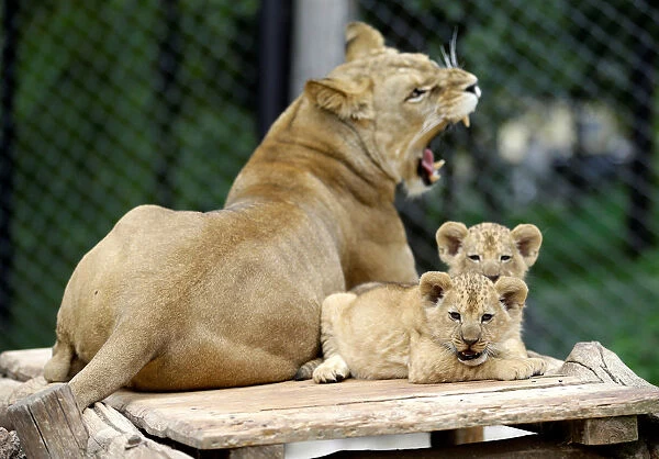 Newly born Barbary lion cubs sit near their mother Khalila inside their enclosure at Dvur