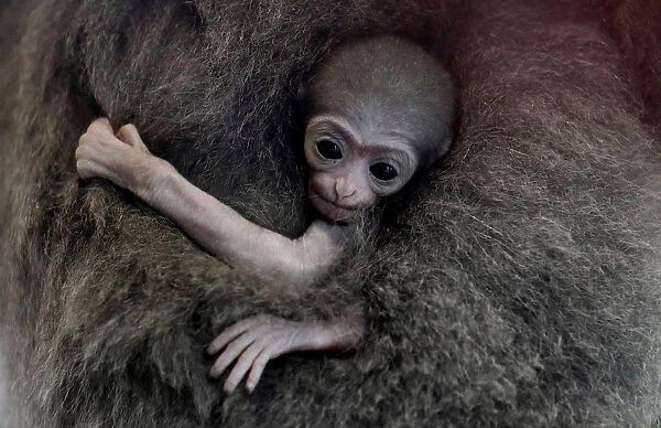 A newly born endangered Silvery Gibbon baby is held by its mother Alangalang at Prague