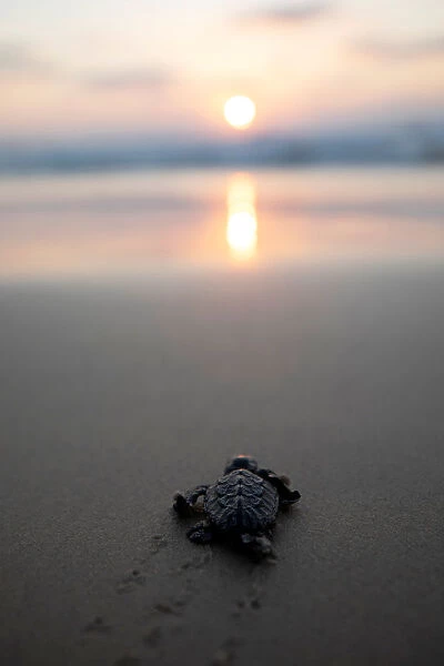 A newly-hatched baby sea turtle makes its way into the Mediterranean Sea for the first time