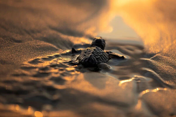 A newly-hatched baby sea turtle makes its way into the Mediterranean Sea for the first time