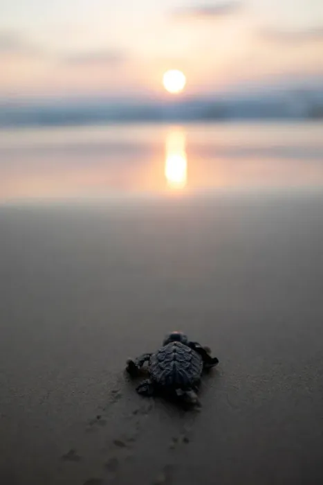 Framed Print : A newly-hatched baby sea turtle makes its way into the Mediterranean Sea for the first time Framed Print : A newly-hatched baby sea turtle makes its way into the Mediterranean Sea for the first time