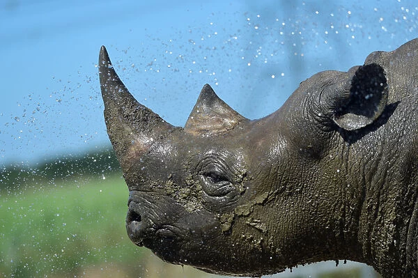 Nkosi, a critically endangered Eastern Black Rhino is hosed down by its keeper at Folly