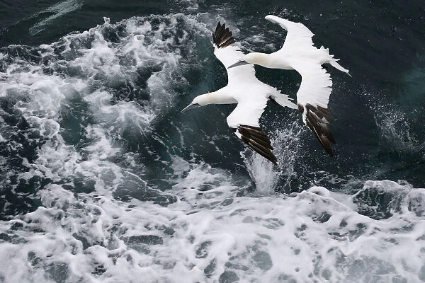 Two Northern Gannet fly over the waves as a fishing trawler makes it way off the coast of