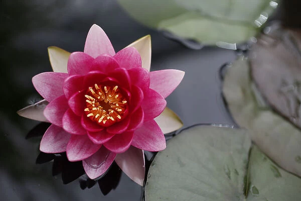 A Nymphaea Attraction plant is seen during media day at the Chelsea Flower Show in