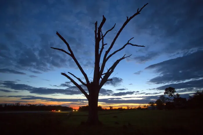 Framed Print : An oak tree that has lost all its leaves and most of its branches from a tornado is Framed Print : An oak tree that has lost all its leaves and most of its branches from a tornado is