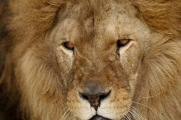 Octavian, a lion relocated from a Romanian zoo takes in his new surroundings at Lions