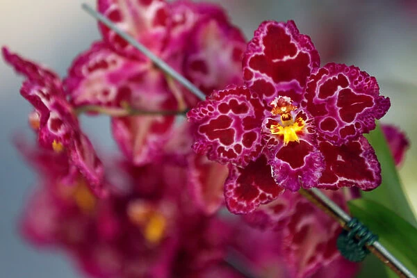 An Oda Saint Blues orchid is displayed during the National Orchid Exhibition at the