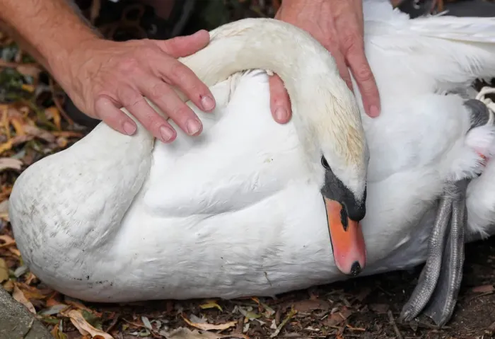 Framed Print : Officials record and examine cygnets and swans during the annual census of the Queen s