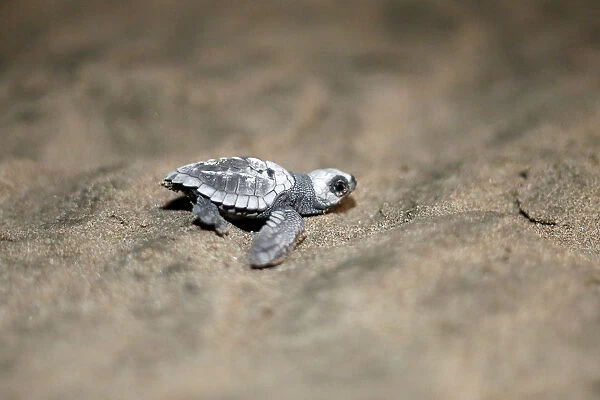 An Olive Ridley turtle hatchling crawls towards the ocean at a beach in Same