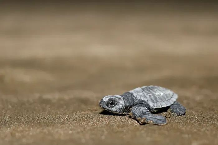 Framed Print : An Olive Ridley turtle hatchling crawls towards the ocean at a beach in Same